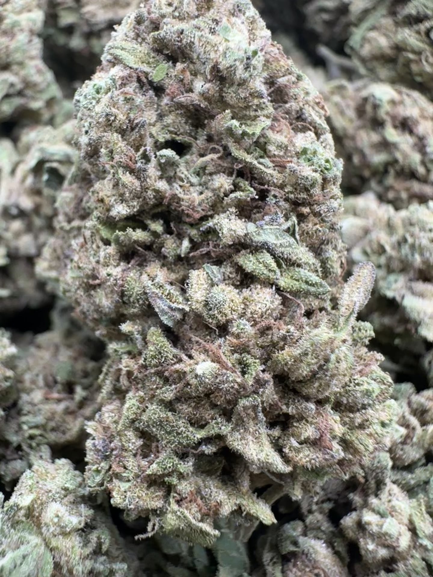 Load video: Cereal Milk - Bulk - Hybrid