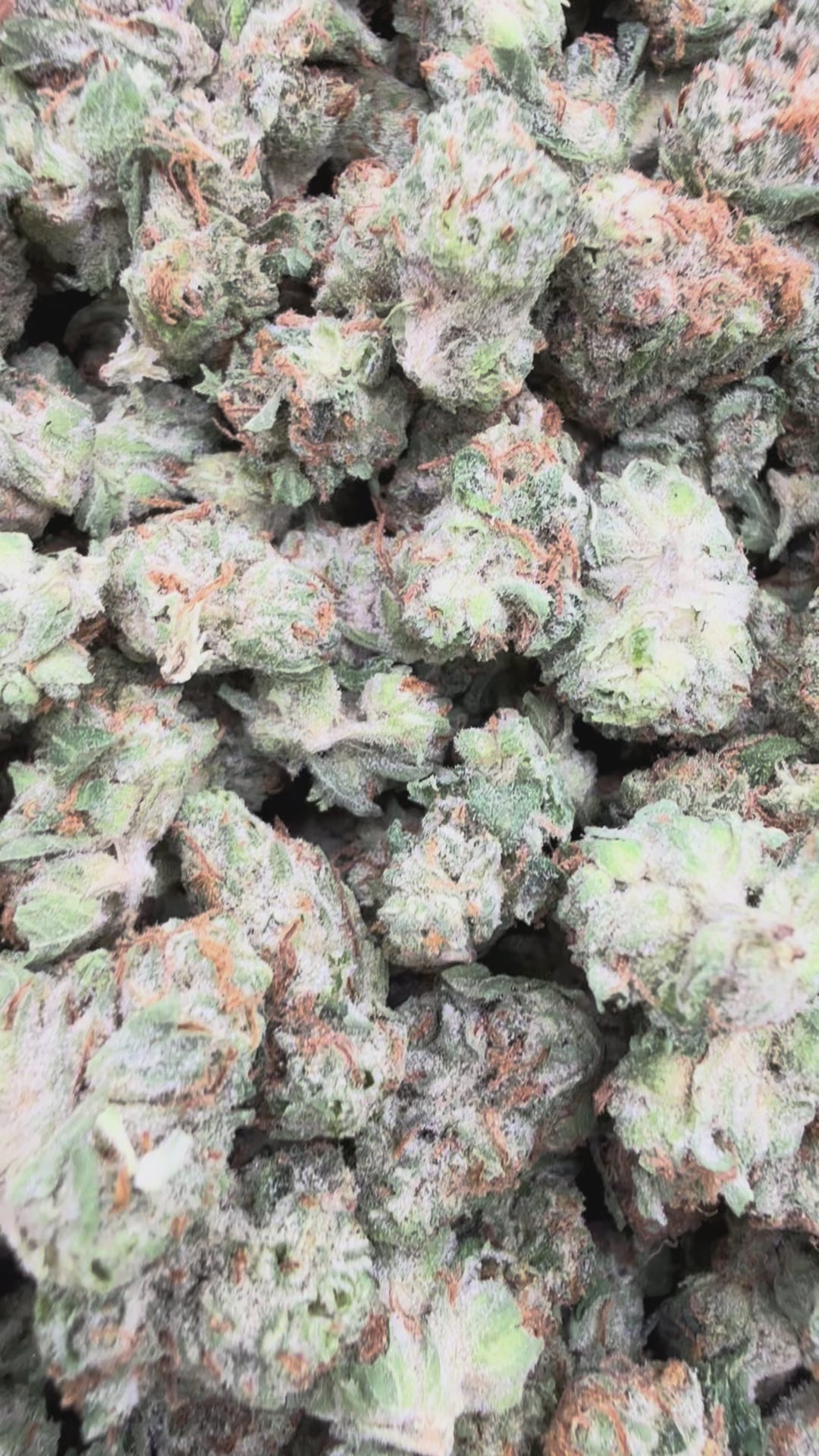 Load video: Purple Punch Littles - Bulk Littles - Indica