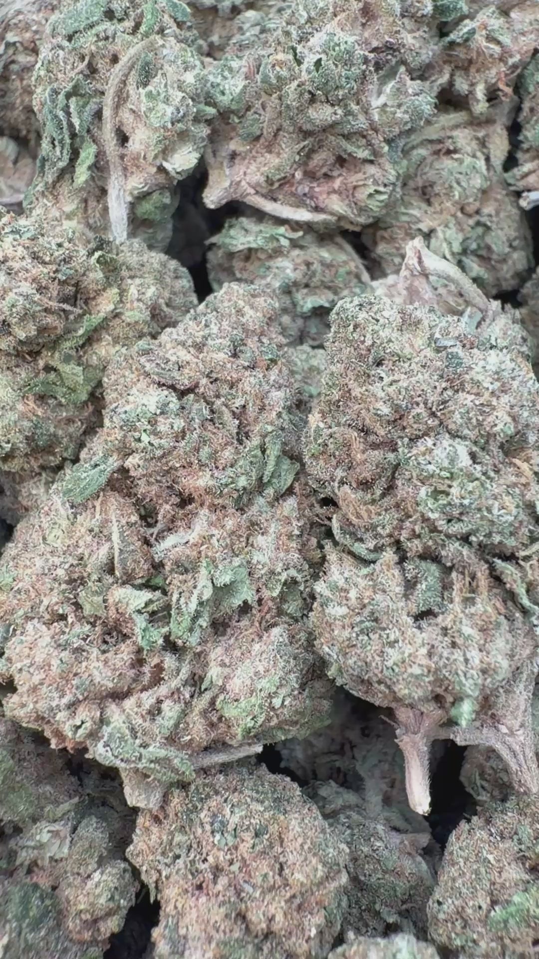 Cargar vídeo: Lemonatti Interior - A granel - Sativa