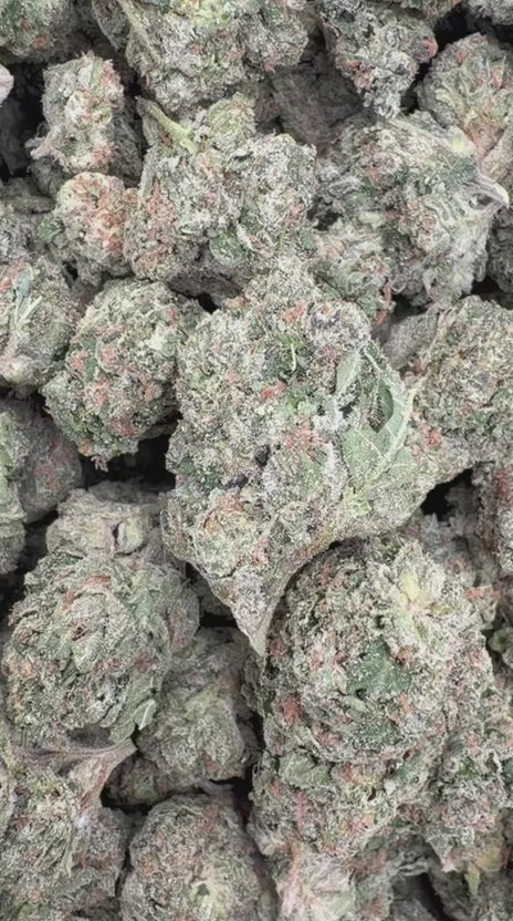 Load video: Toad Venom - Bulk - Hybrid