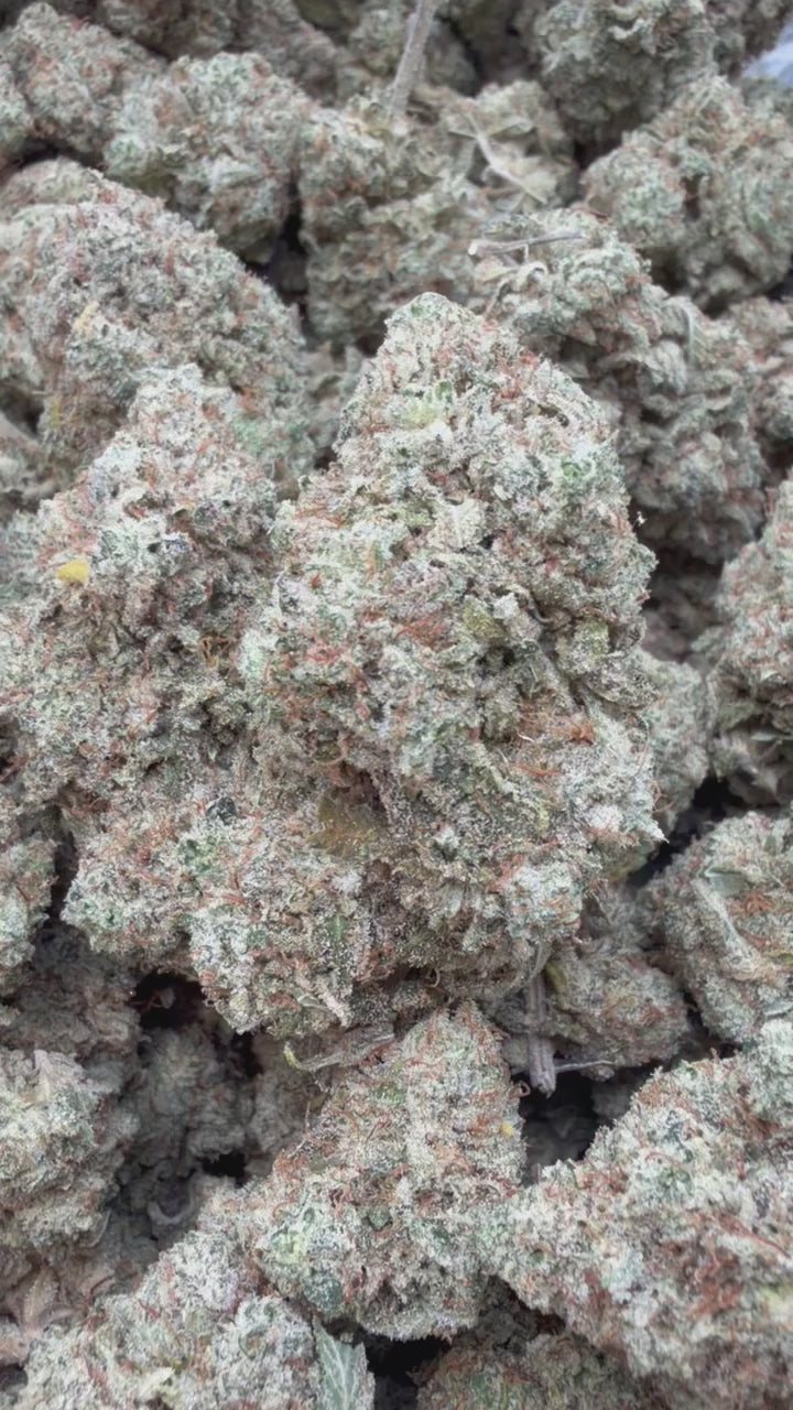 Load video: Gorilla Glue Indoor - Bulk - Hybrid