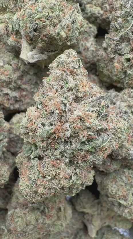Load video: Gary Cherry Indoor - Bulk  - Indica