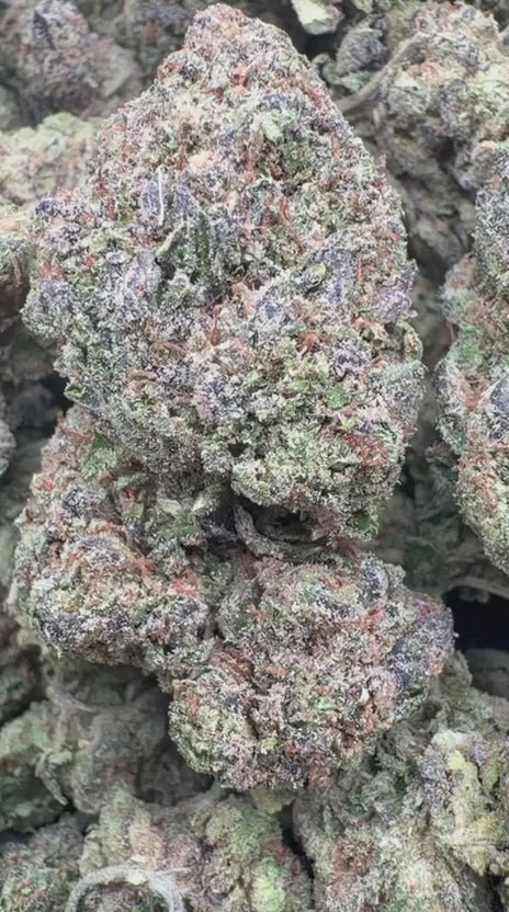 Load video: Fidel Runtz - Bulk - Hybrid