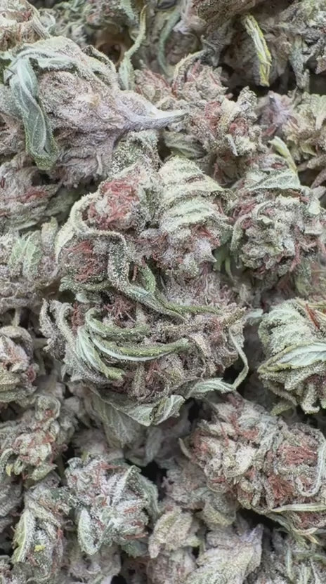 Load video: Key Lime Pie Littles - Bulk Littles - Indica
