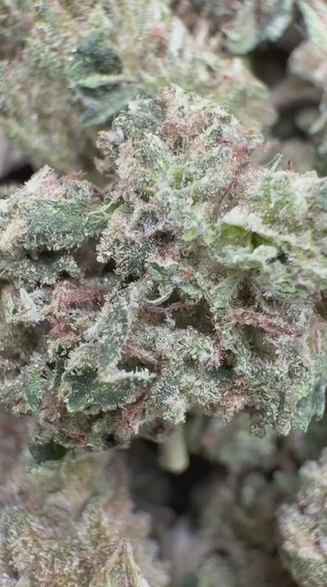 Cargar vídeo: Triangle Kush Littles - Bulk Littles - Indica