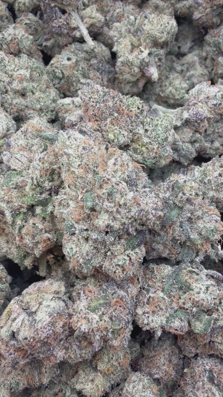 Load video: Lemon Cherry Blasters Indoor - Bulk- Hybrid