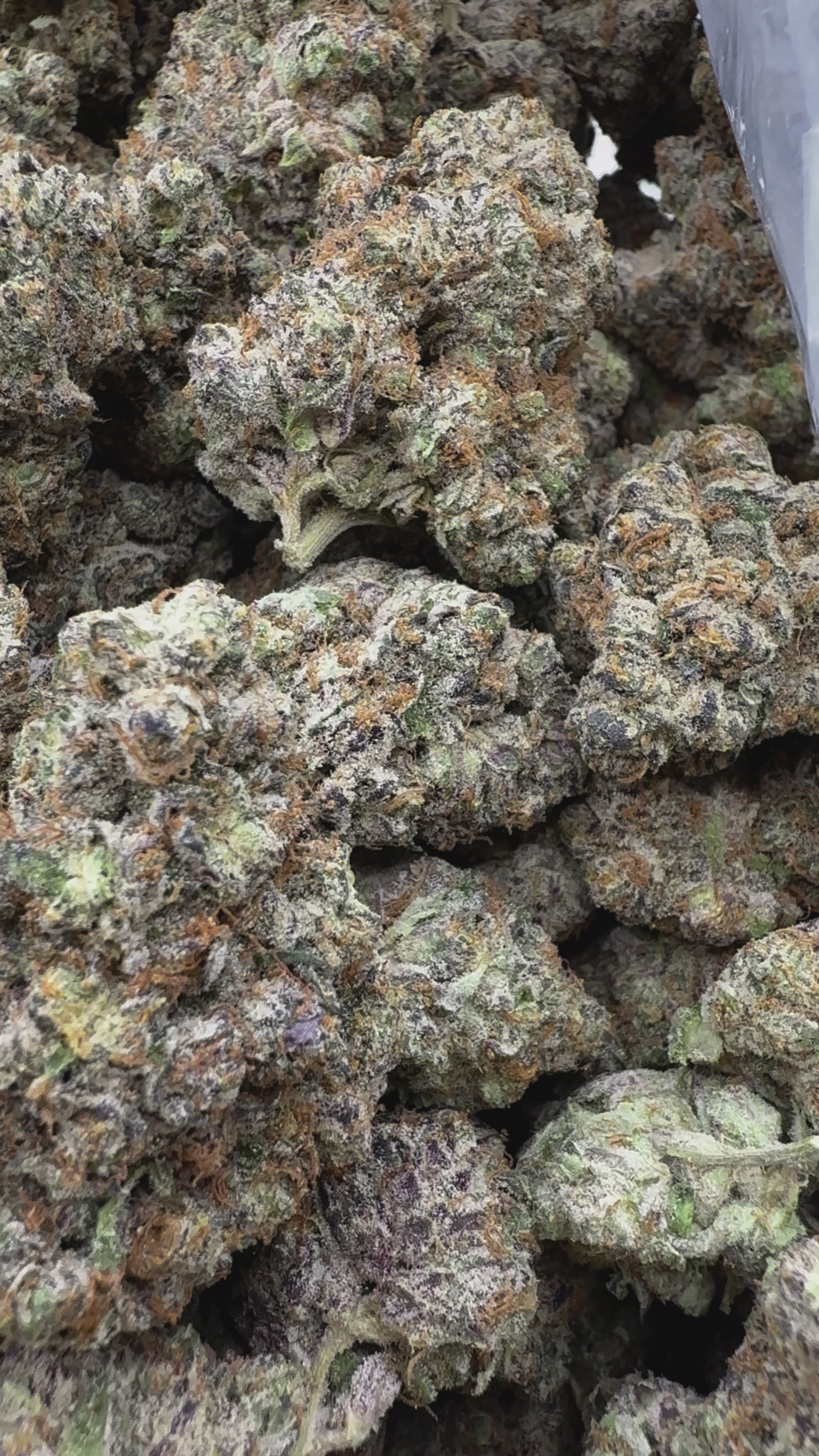 Load video: Zoapz - Bulk - Hybrid