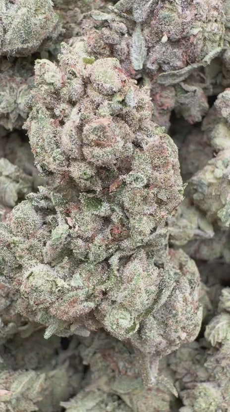 Cargar vídeo: Gorilla Glue - A granel - Indica