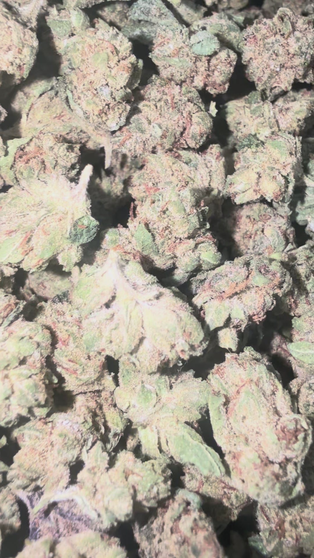 Load video: Face Off OG Littles - Bulk Littles - Indica