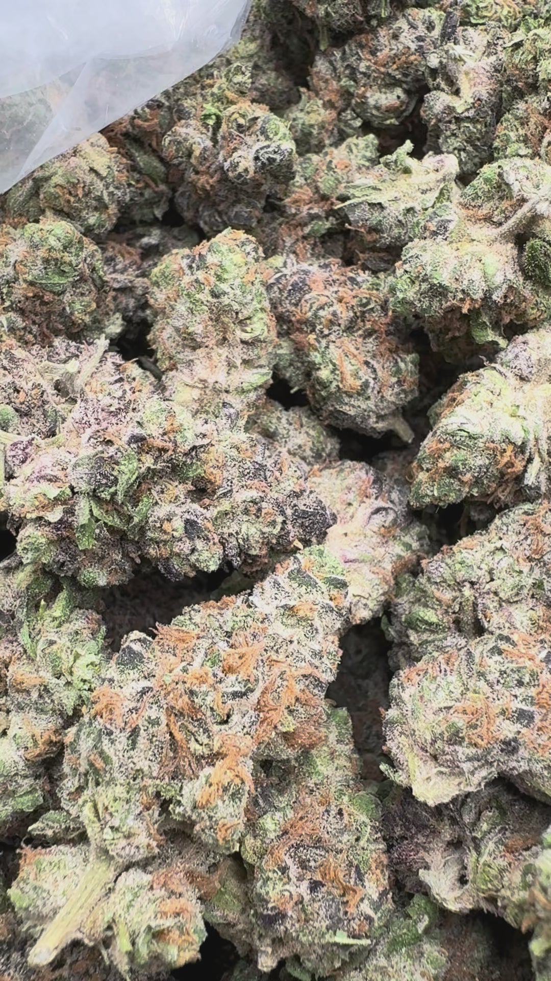 Load video: Do Si Dos x Lava Cake - Bulk - Indica