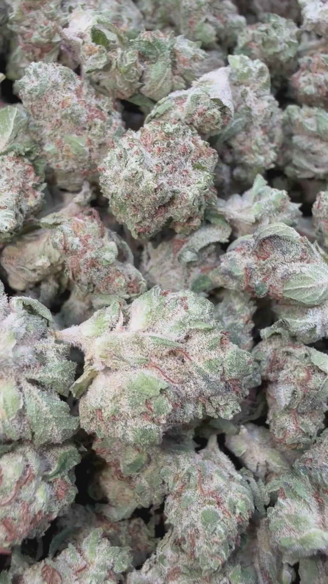 Load video: Guava Lato Littles - Bulk Littles - Hybrid