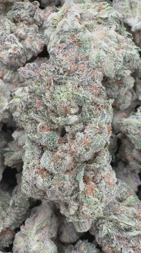 Load video: Strawberry Cough Indoor - Bulk - Sativa