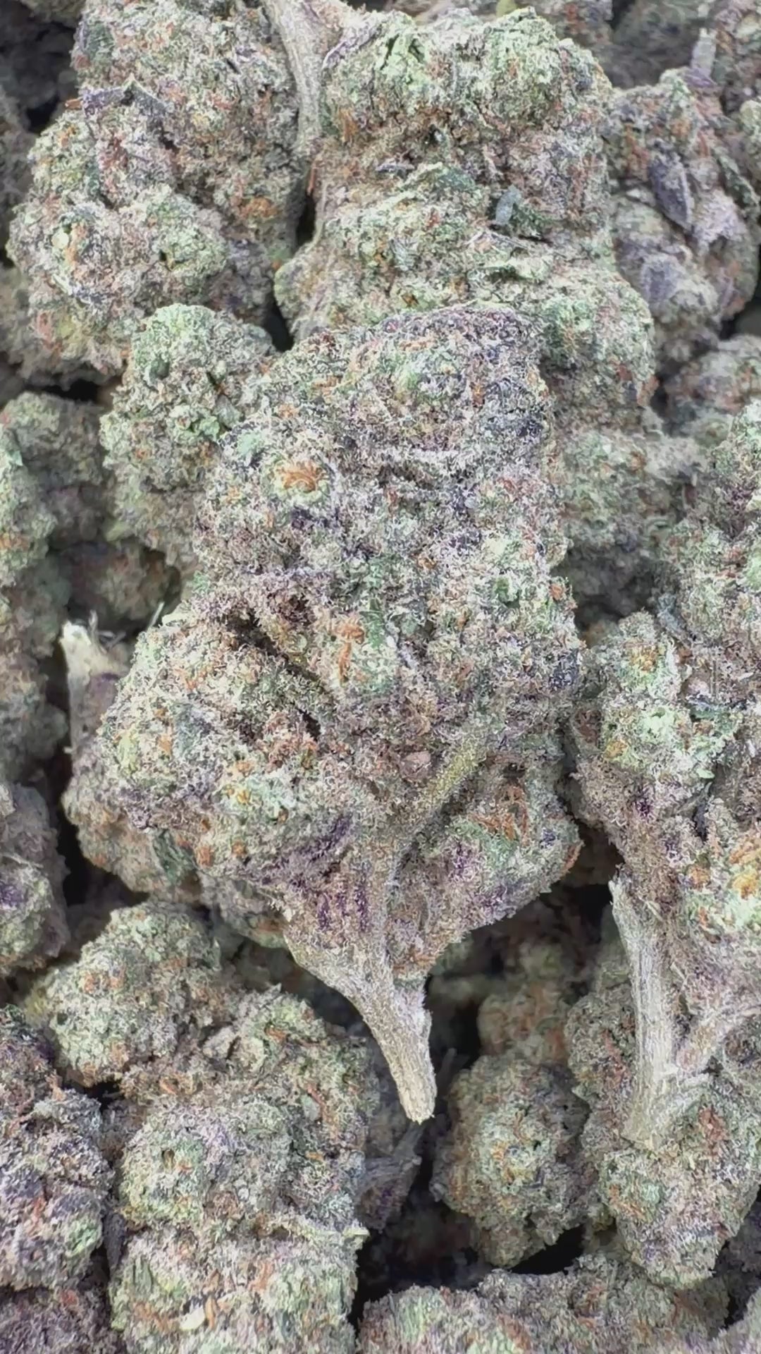 Cargar vídeo: Sharpie Candy Indoor - Bulk- Hybrid