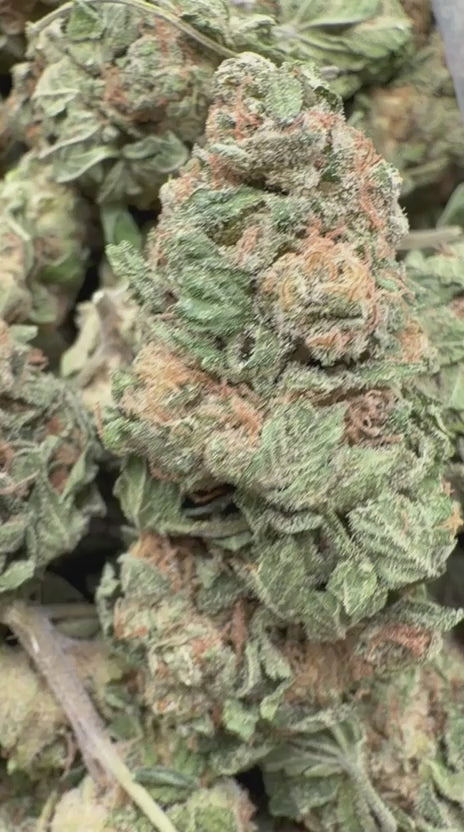 Load video: Sour Zkittles - Bulk - Hybrid