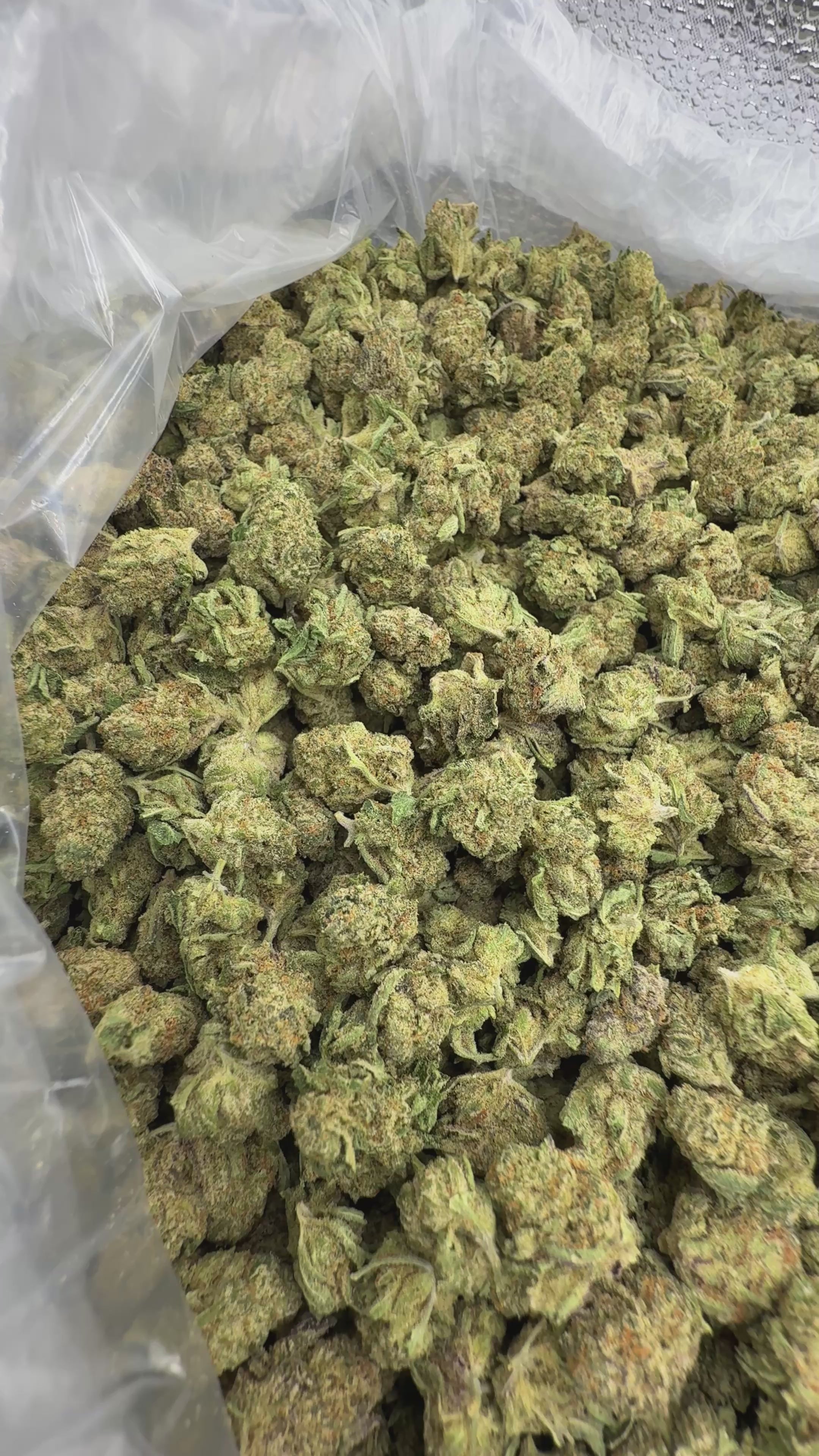 Load video: Caffeine Littles - Bulk Littles - Hybrid