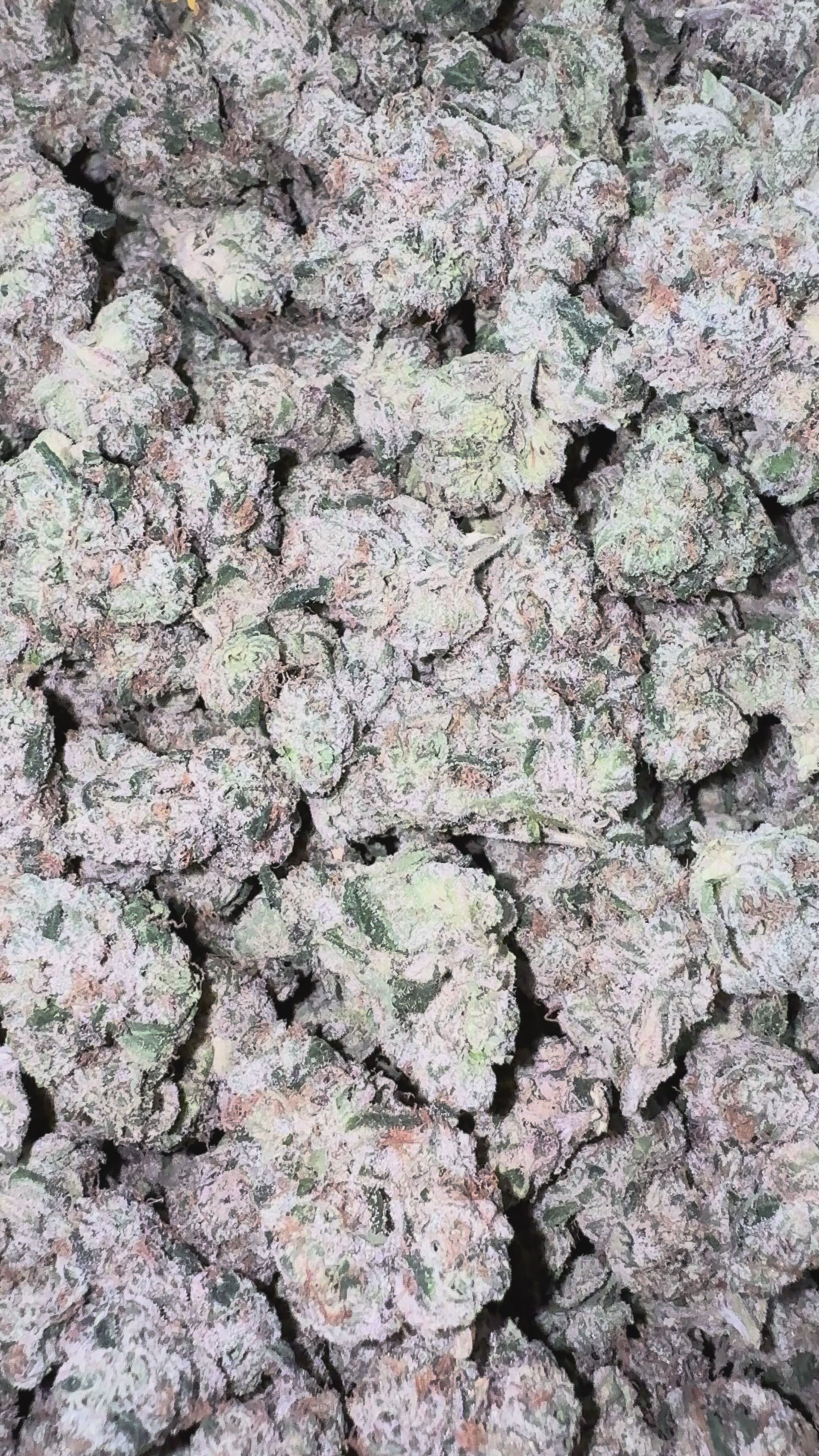 Load video: Boutique Exotics Obama Runtz - Bulk - Hybrid