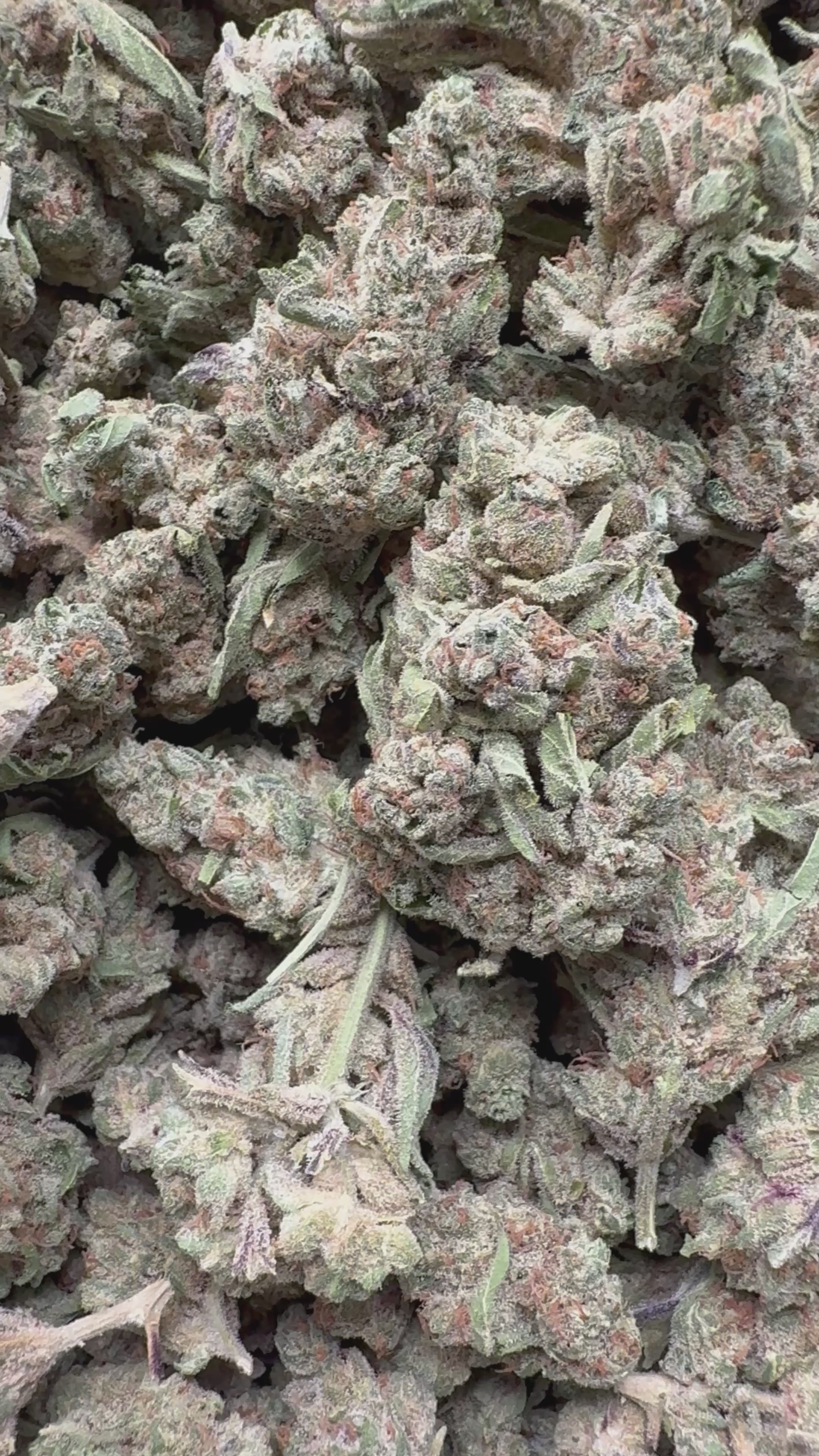 Load video: Zesty Parm - Bulk - Hybrid