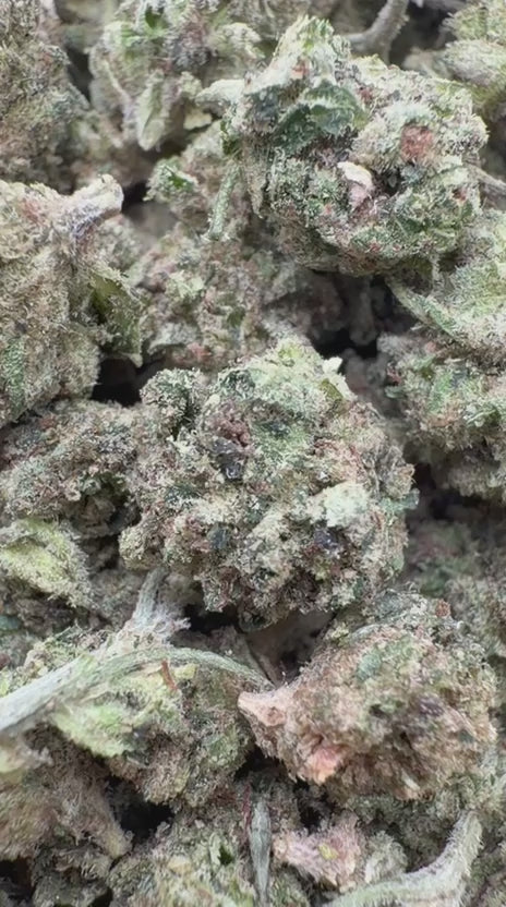 Load video: Orange Creamsicle Littles - Bulk Littles - Sativa