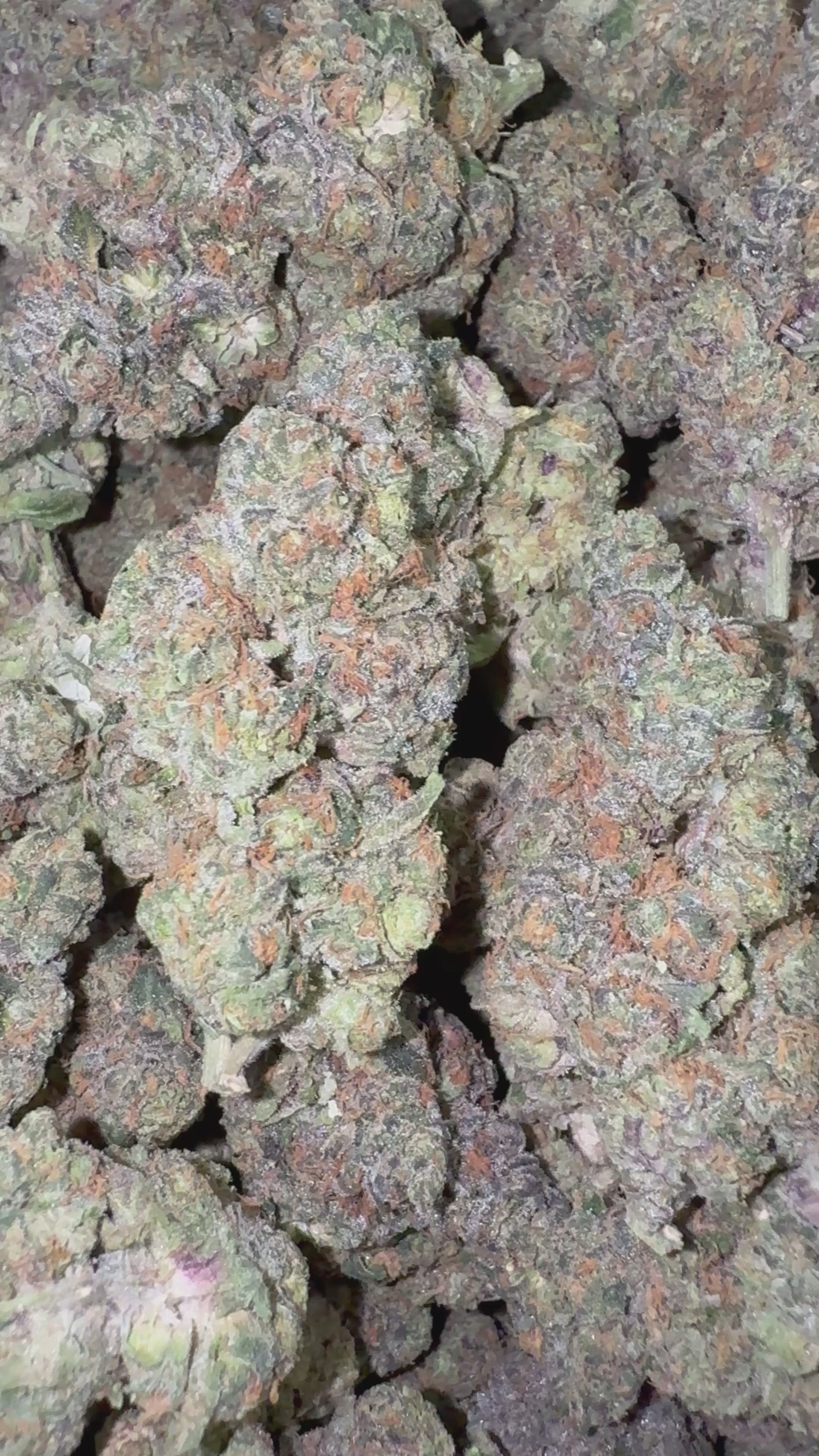 Load video: Sherblato - Bulk - Hybrid