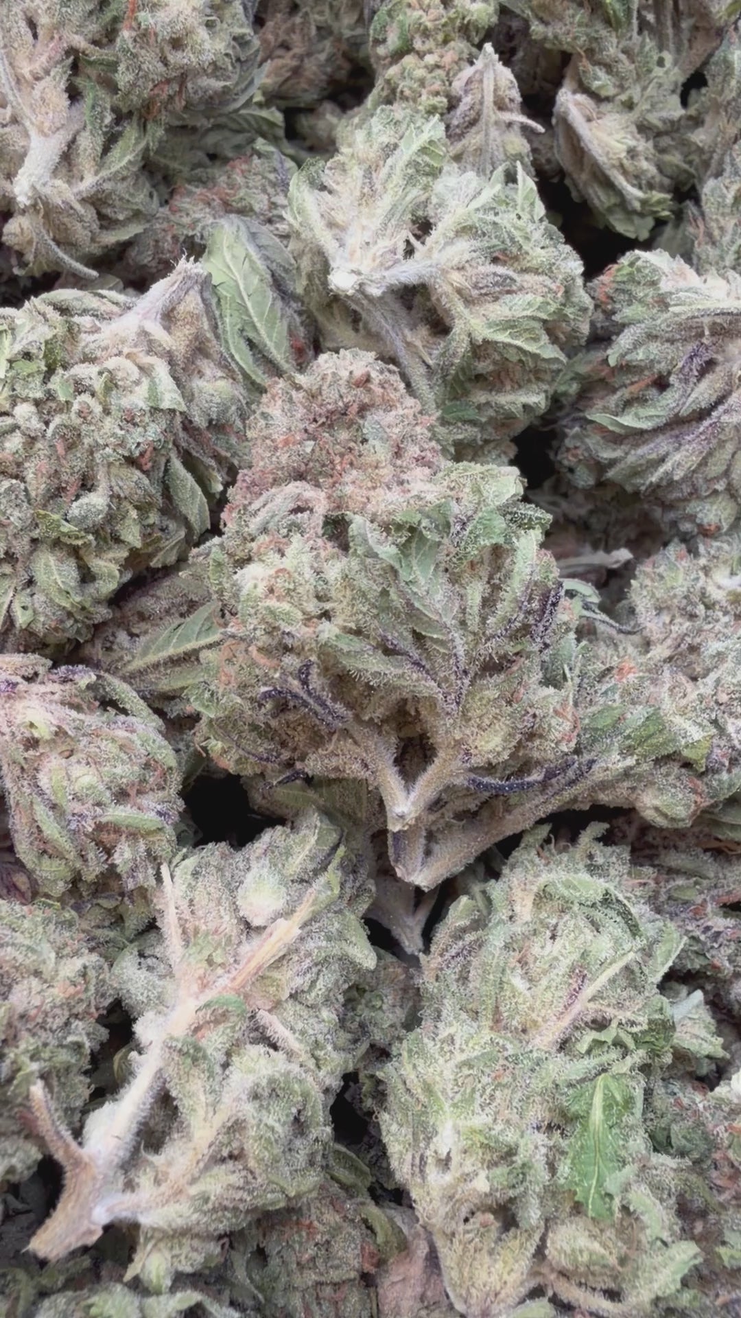 Load video: Froot By The Foot - Bulk - Indica