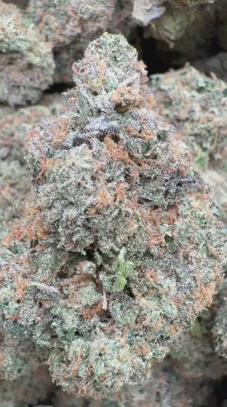 Load video: Nuclear Zkittlez Indoor - Bulk - Hybrid