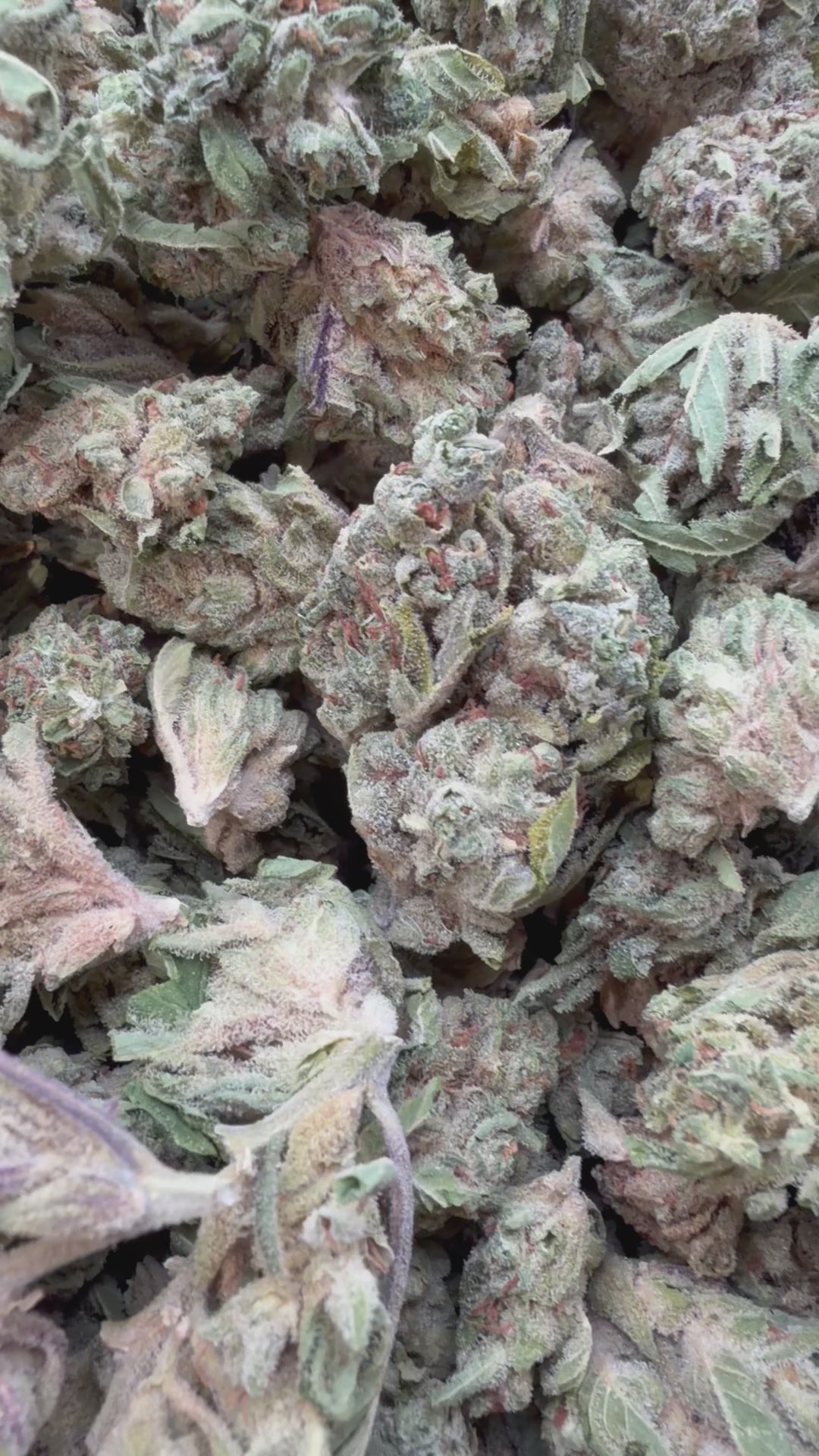 Load video: Banjo - Bulk - Sativa