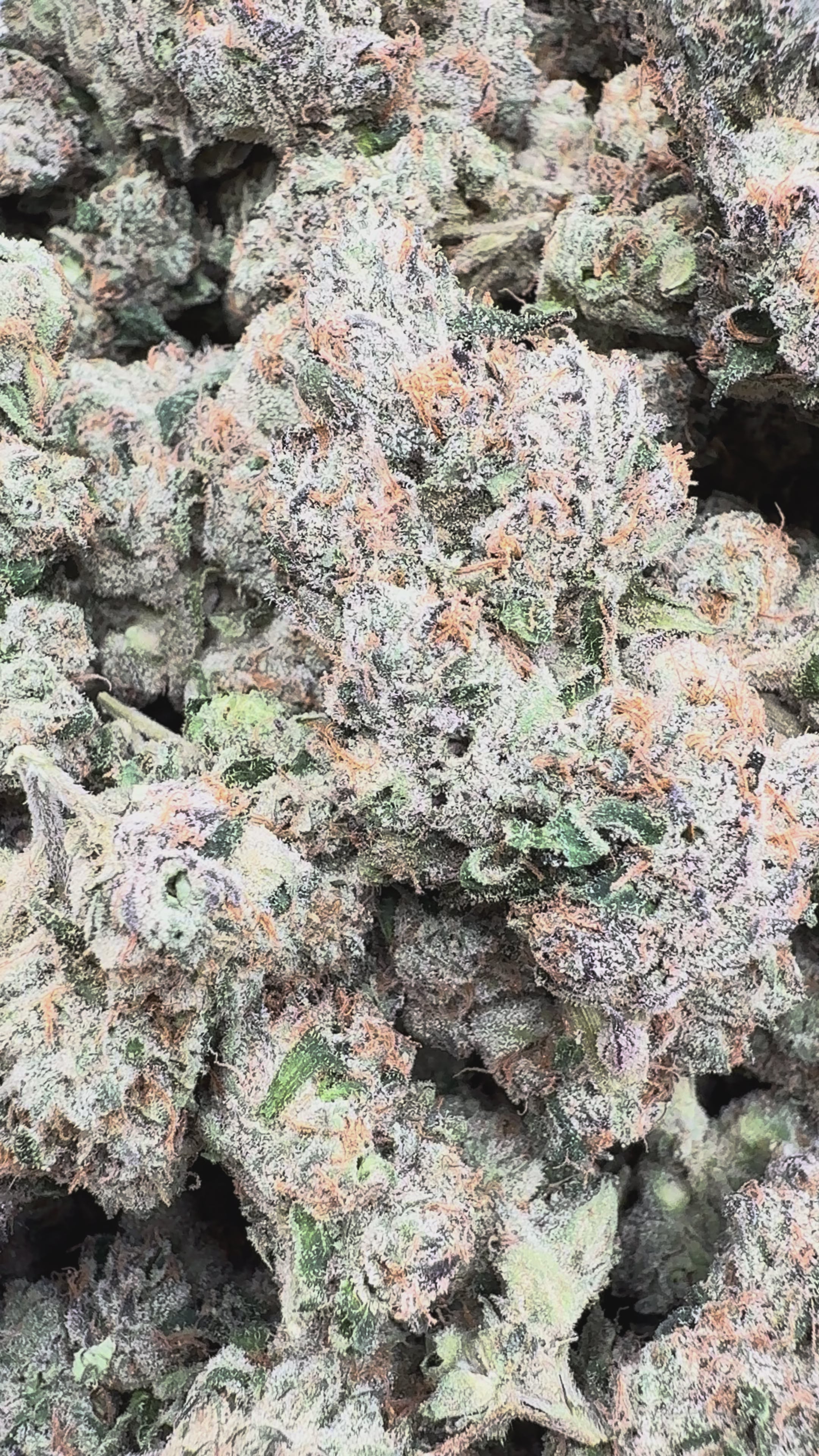 Load video: Elite Boutique Exotic Black Magic - Bulk - Indica