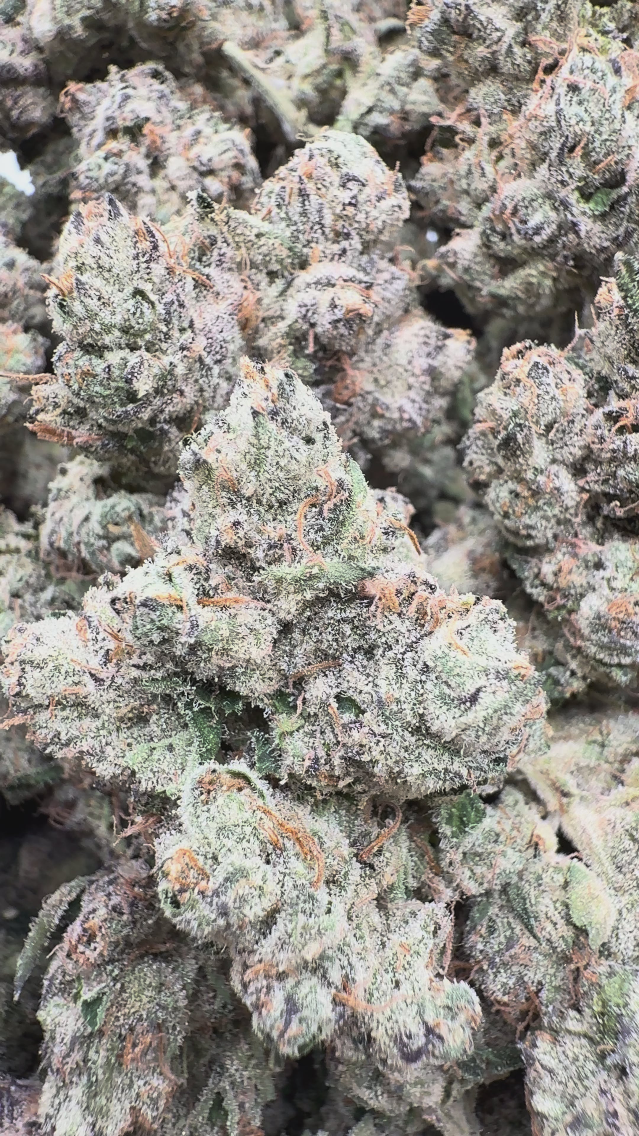 Load video: Elite Boutique Exotic Limon Berry - Bulk - Hybrid