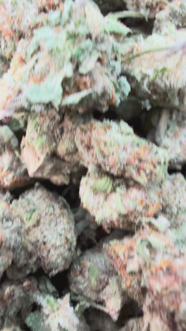 Load video: Animal Mintz Littles- Bulk Littles - Hybrid