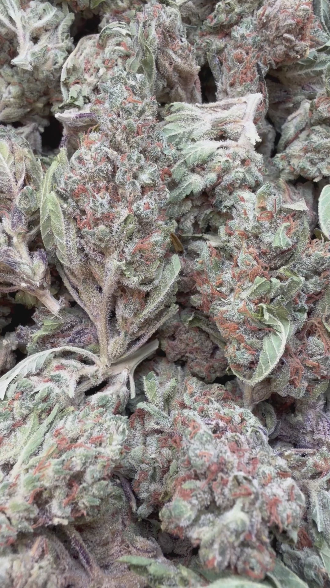 Load video: Gummibers - Bulk - Hybrid