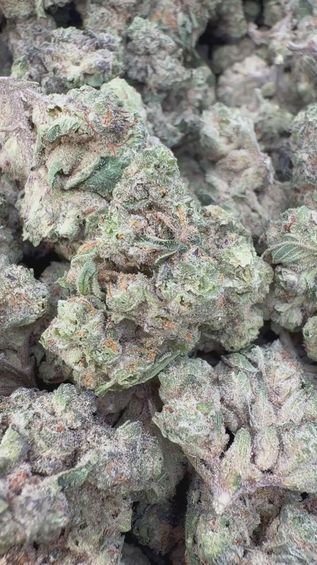 Load video: Cheesecake - Bulk - Indica
