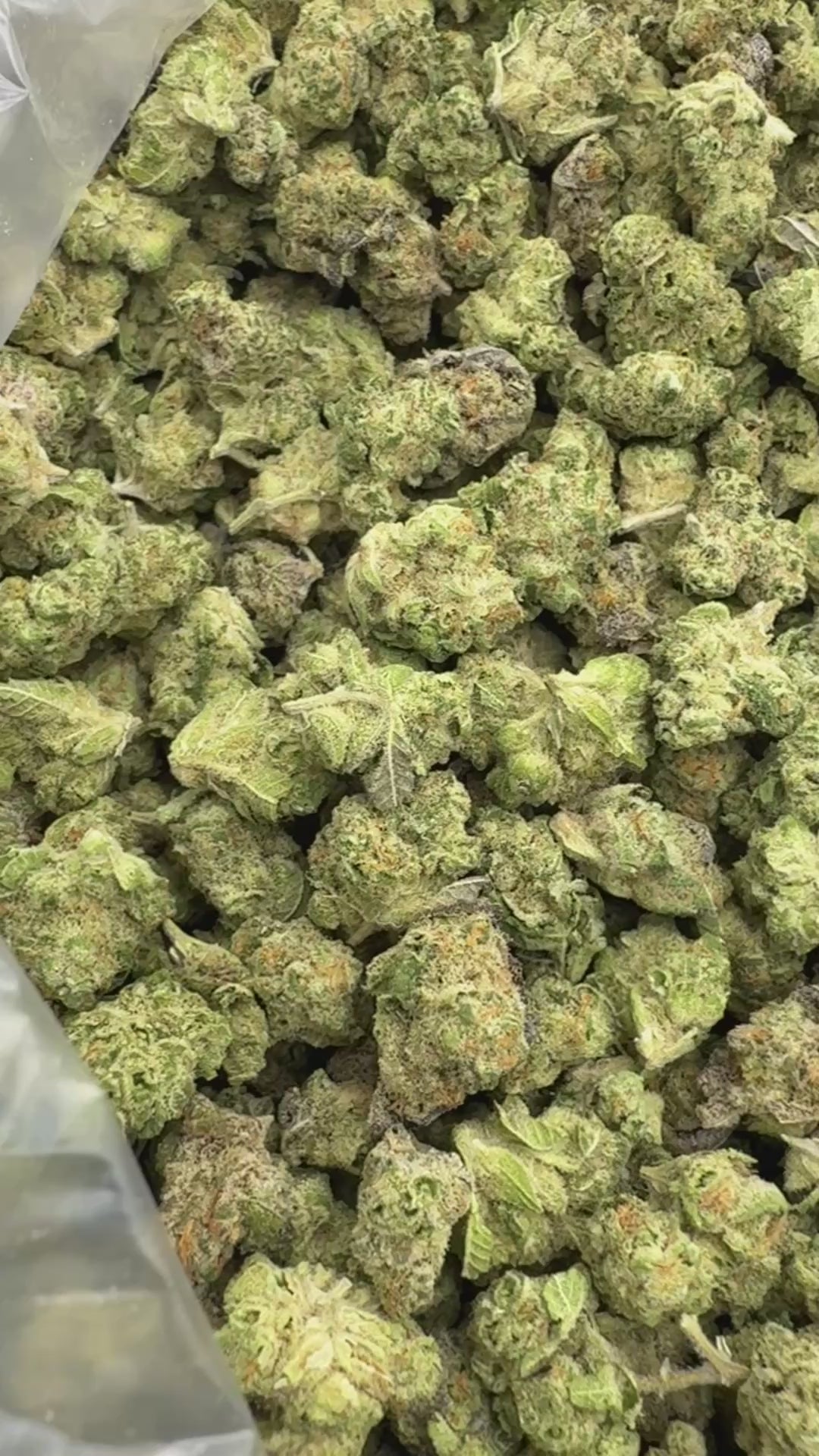 Load video: Dip N&#39; Stix Littles - Bulk Littles - Hybrid