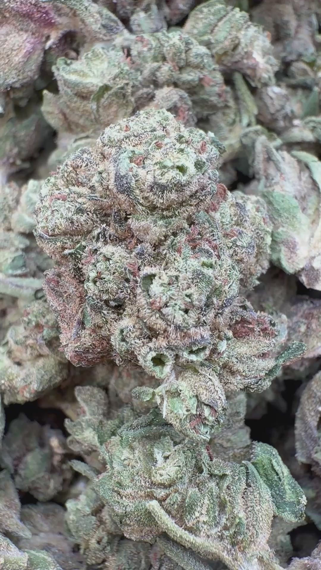 Cargar vídeo: Butterscotch OG - A granel - Indica
