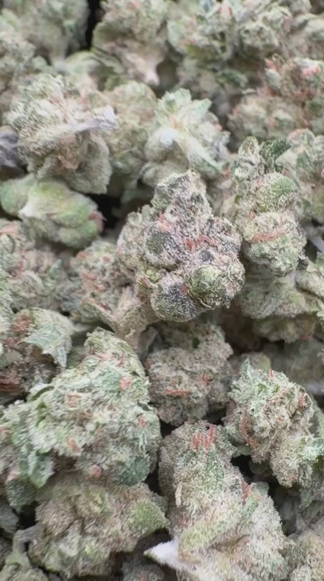 Cargar vídeo: Gusher Mintz Littles - Bulk Littles - Híbrido