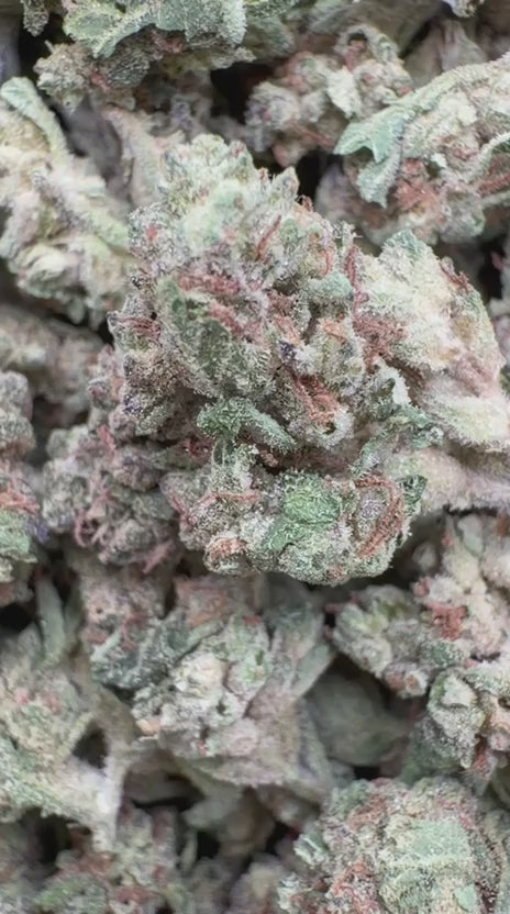 Cargar vídeo: Braguitas rosas Littles - Bulk Littles - Indica 