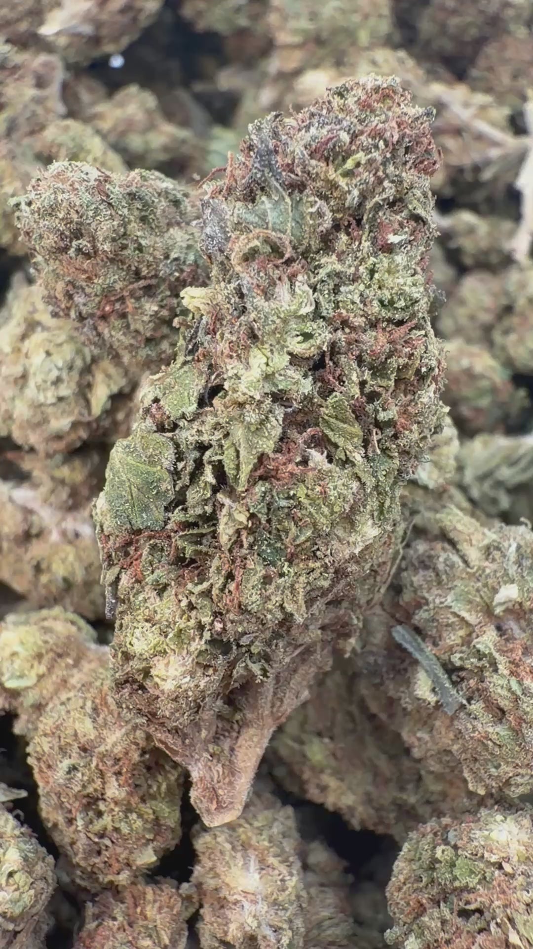 Load video: Pilot Light - Bulk - Indica