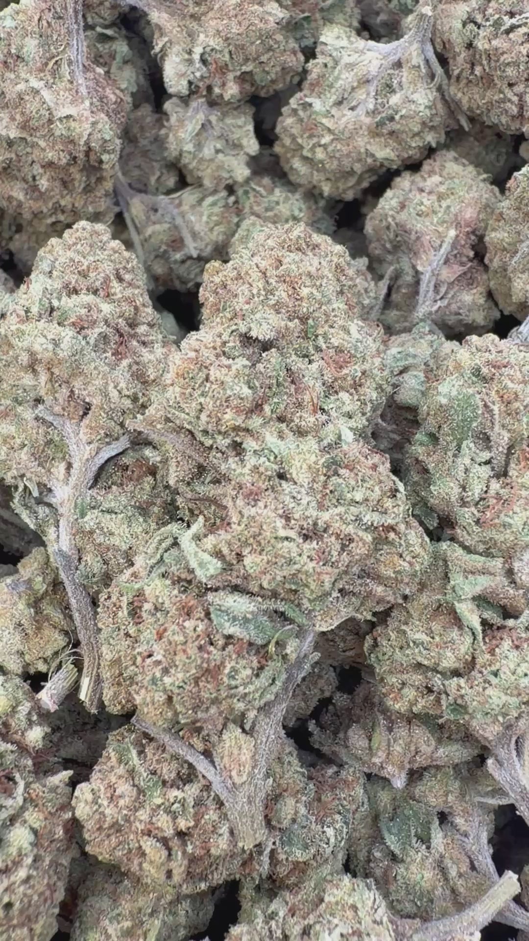 Load video: Black Cherry Soda - Bulk - Indica