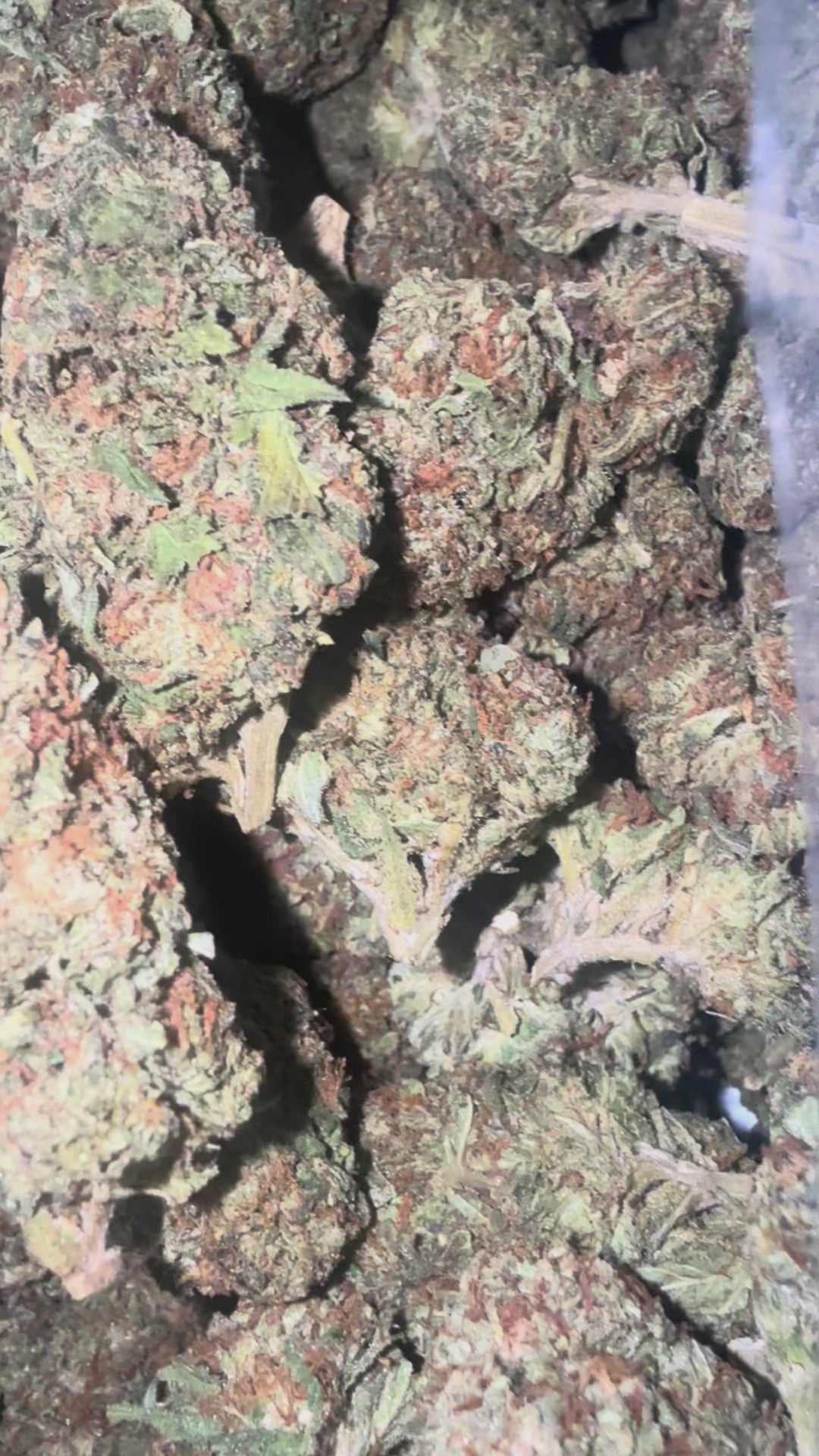 Load video: Sundae Driver - Bulk - Hybrid