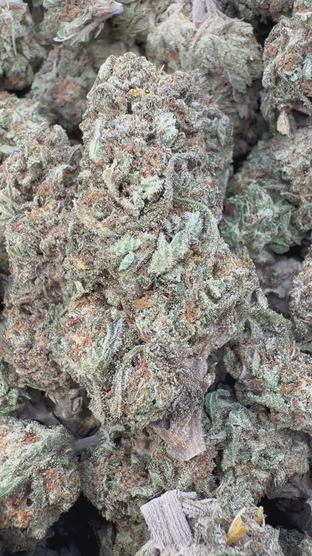 Cargar vídeo: Tos de fresa - A granel - Sativa