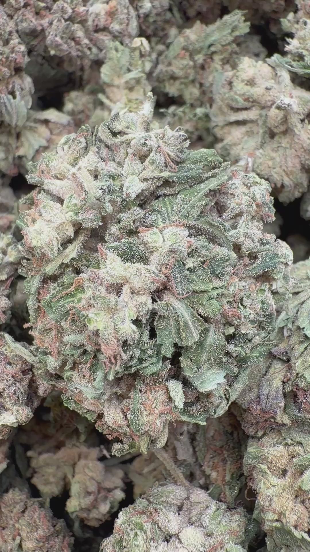 Load video: Pink Panties - Bulk - Indica