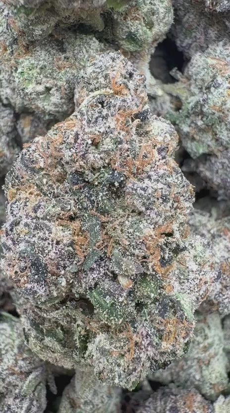 Load video: Lemon Cherry Blasters Indoor - Bulk- Hybrid