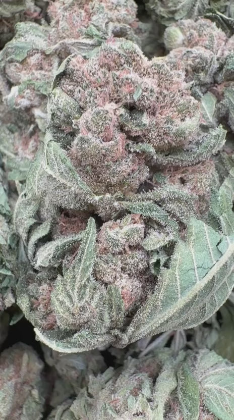 Load video: Blackberry Kush - Bulk - Indica