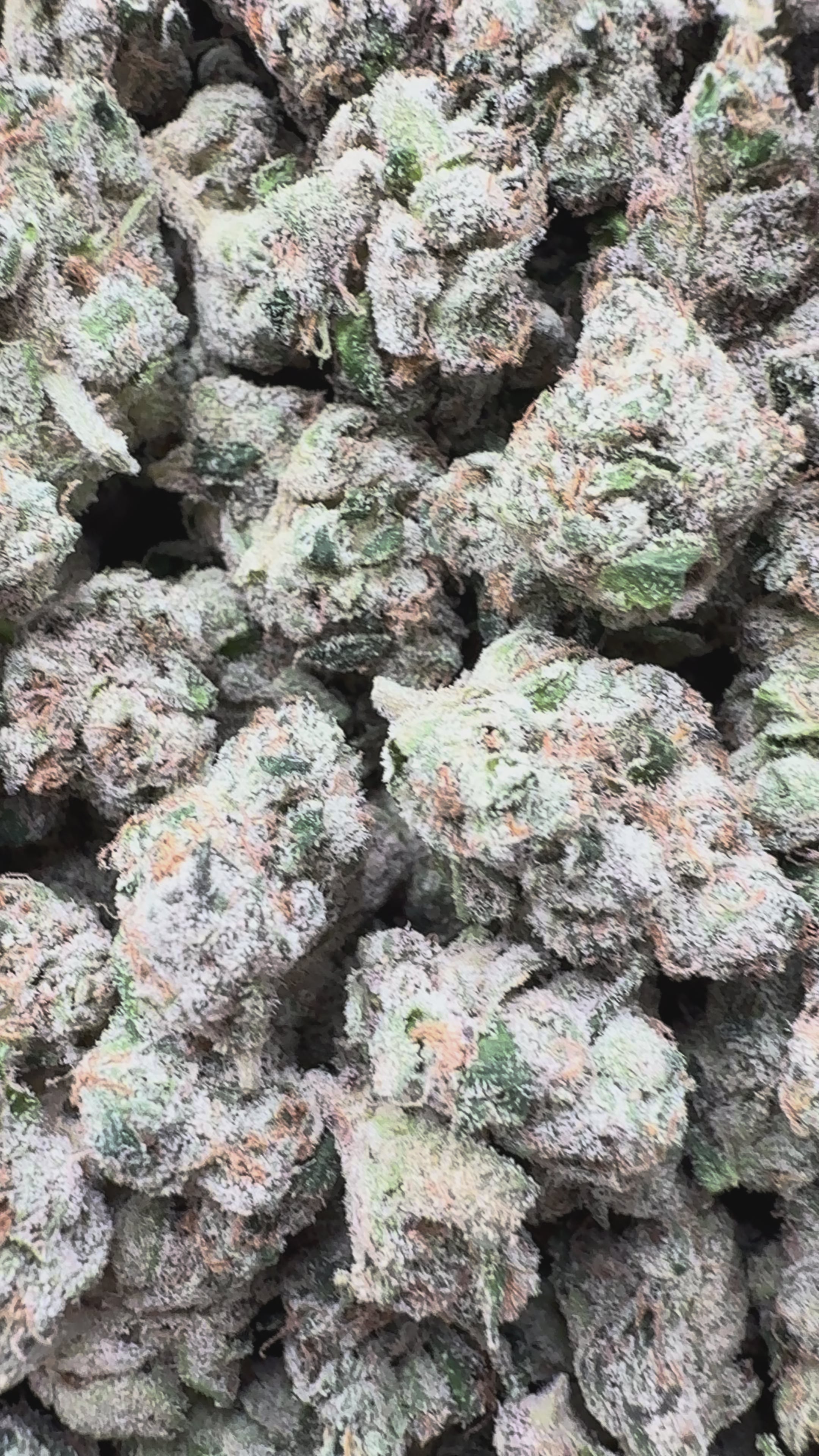 Load video: Boutique Exotics Uncle Snoop - Bulk - Hybrid