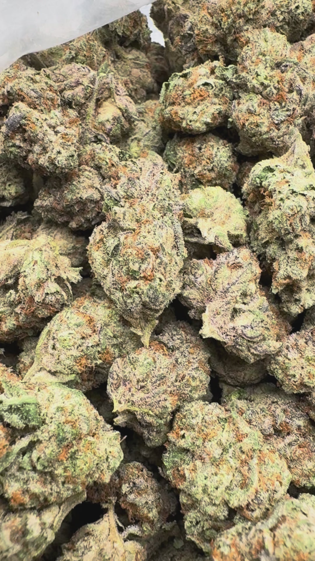 Load video: Animal Mintz - Bulk - Hybrid