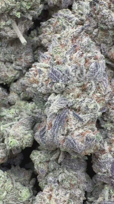 Load video: Pink Zlushie Indoor - Bulk - Hybrid