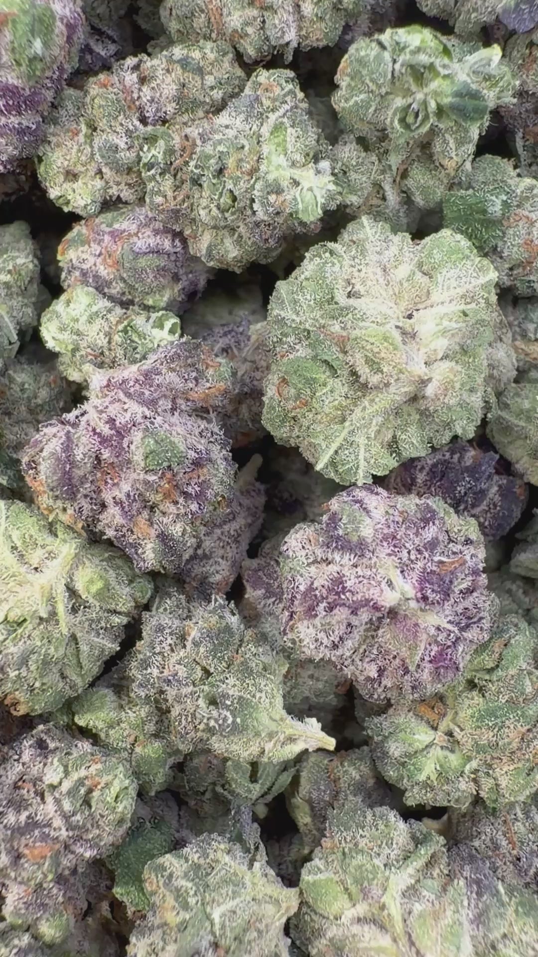 Load video: Sherbet &amp; Haze Indoor Littles - Bulk Littles - Sativa
