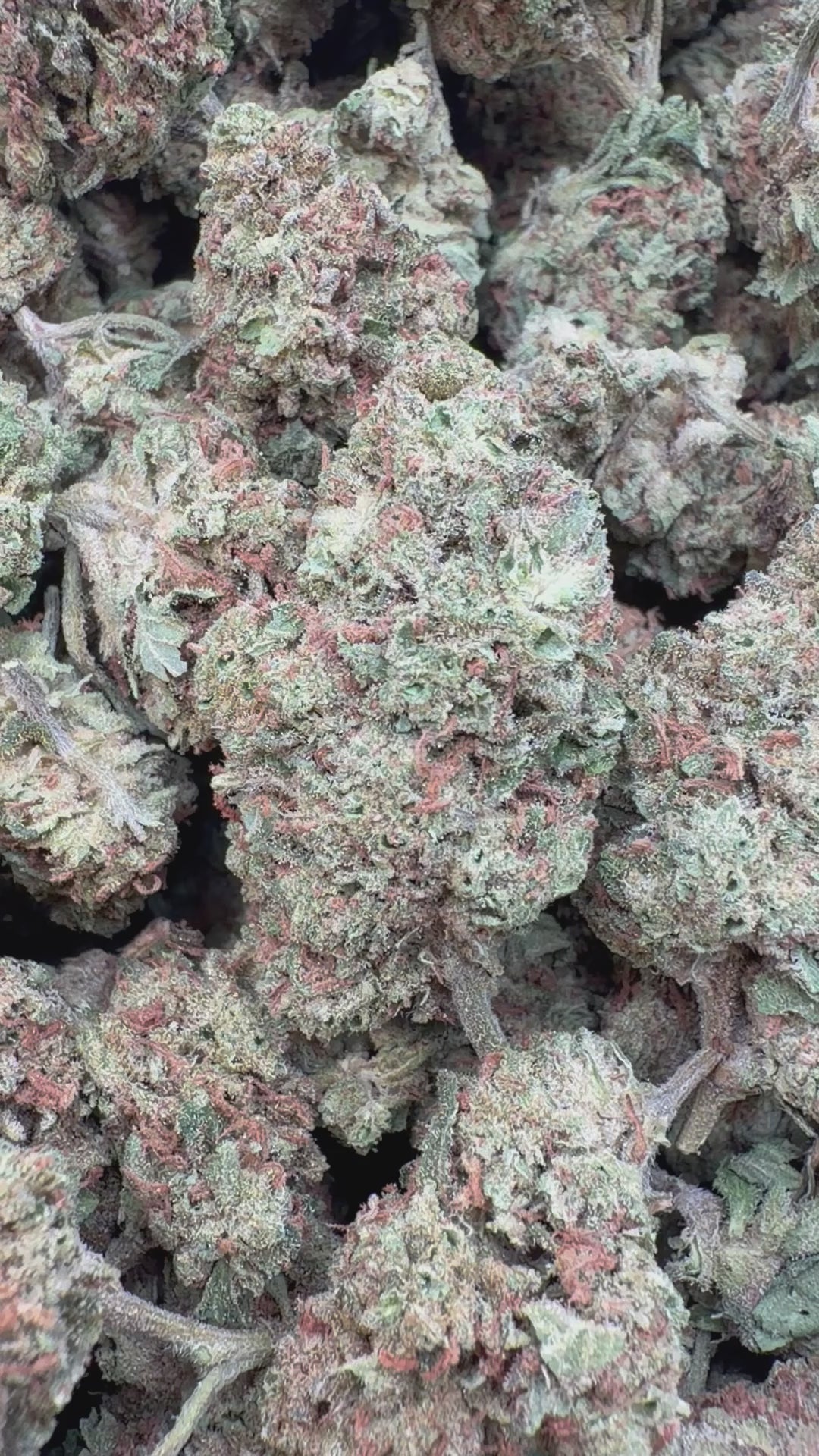 Cargar vídeo: Blue Sherbs Littles - Littles a granel - Sativa