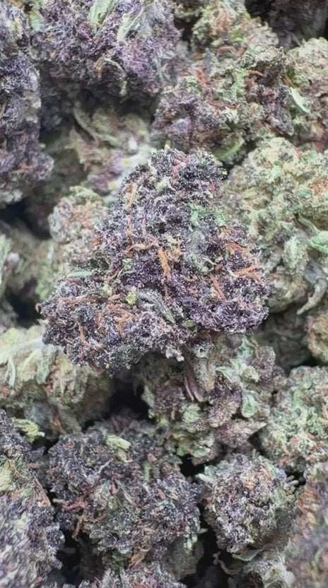 Cargar vídeo: Purple Jack exótico de interior - A granel - Híbrido 