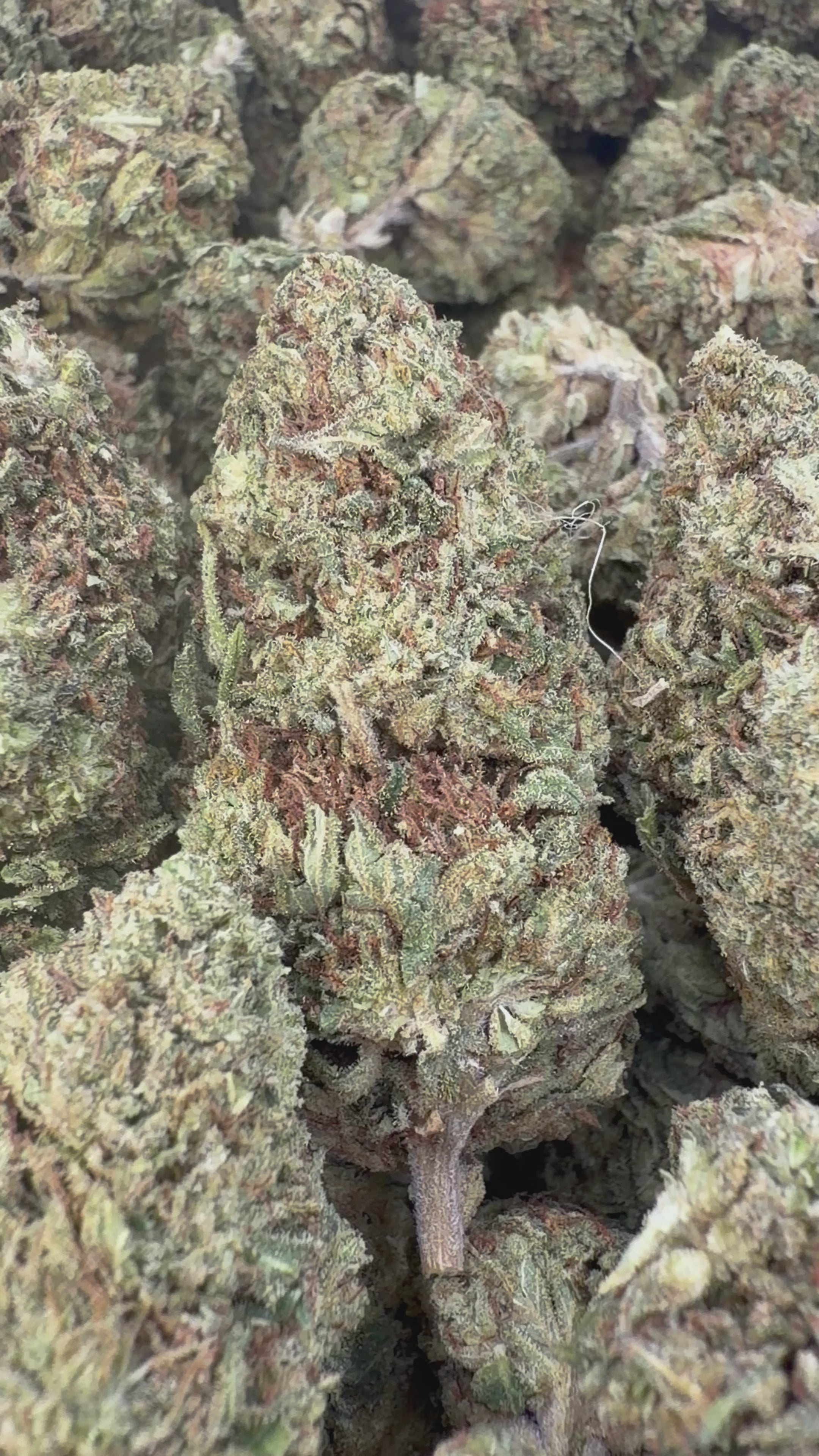 Load video: Chem Dawg - Bulk - Hybrid