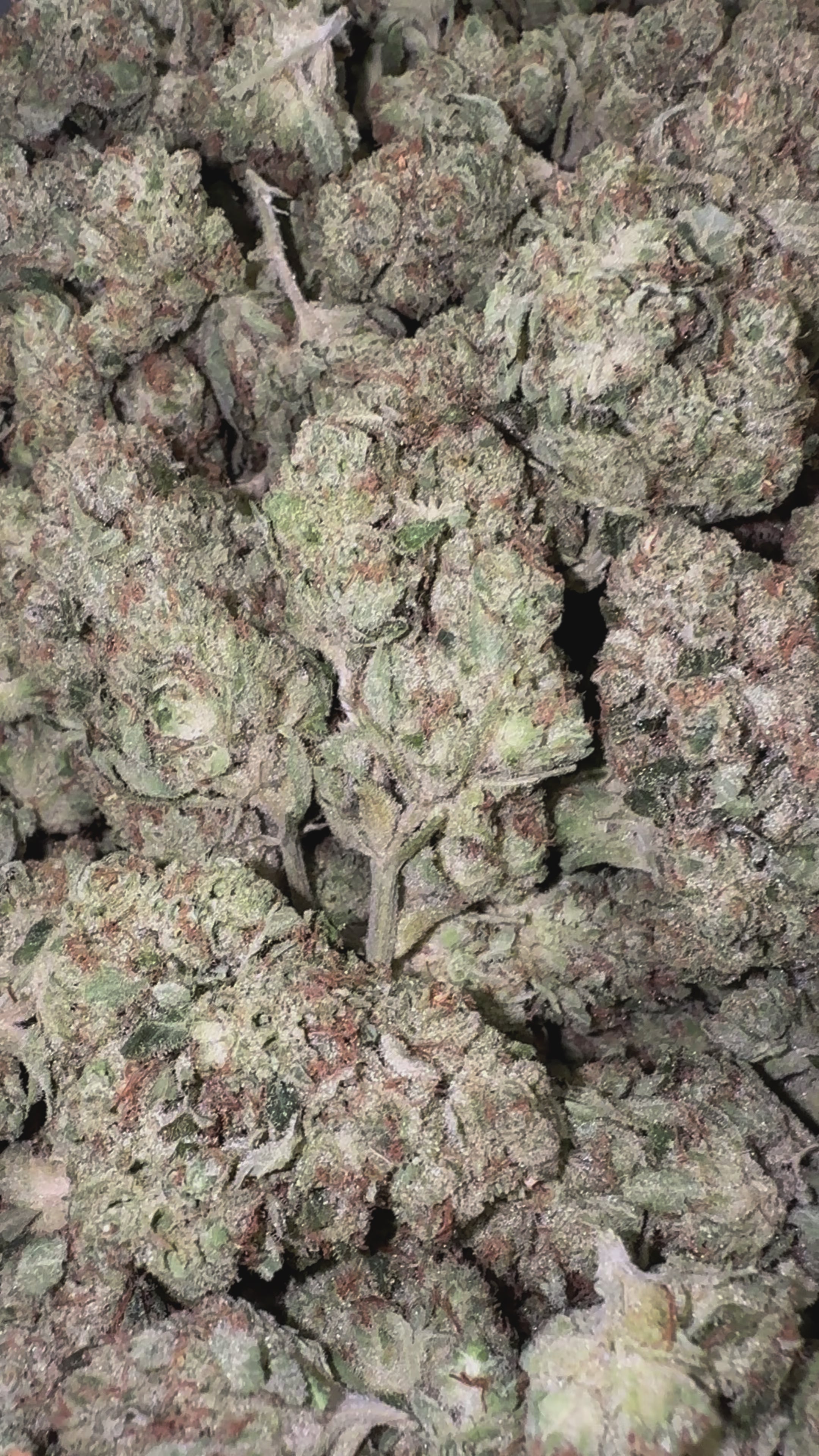 Load video: OG Kush - Bulk - Indica